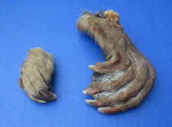 Wholesale Beaver feet assorted front and back, cured,  2 inches up to 7 inches  - 5 pcs @ $2.50 each; 15 pcs @ $2.25 each