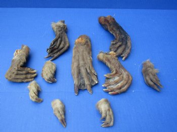 Wholesale Beaver feet assorted front and back, cured,  2 inches up to 7 inches  - 5 pcs @ $2.50 each; 15 pcs @ $2.25 each