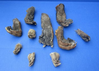 Wholesale Beaver feet assorted front and back, cured,  2 inches up to 7 inches  - 5 pcs @ $2.50 each; 15 pcs @ $2.25 each