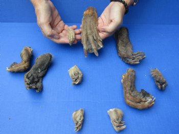 Wholesale Beaver feet assorted front and back, cured,  2 inches up to 7 inches  - 5 pcs @ $2.50 each; 15 pcs @ $2.25 each