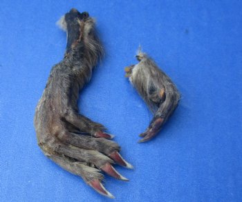 Wholesale North American Muskrat feet (assorted front and back), cured, 1 inch up to 3 inch straight length  - 10 pcs @ $1.00 each; 50 pcs @ $.90 each 