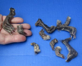 Wholesale North American Muskrat feet (assorted front and back), cured, 1 inch up to 3 inch straight length  - 10 pcs @ $1.00 each; 50 pcs @ $.90 each 