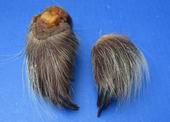 Wholesale Porcupine feet, cured,  2-1/2 inch up to 3-1/2 inch straight length  - 5 pcs @ $4.00 each; 15 pcs @ $3.60 each