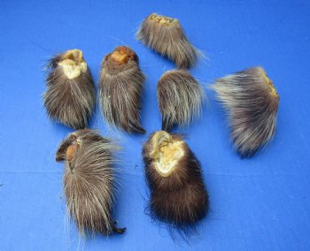 Wholesale Porcupine feet, cured,  2-1/2 inch up to 3-1/2 inch straight length  - 5 pcs @ $4.00 each; 15 pcs @ $3.60 each