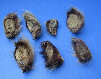 Wholesale Porcupine feet, cured,  2-1/2 inch up to 3-1/2 inch straight length  - 5 pcs @ $4.00 each; 15 pcs @ $3.60 each