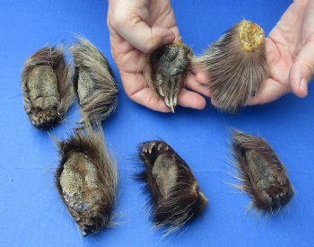 Wholesale Porcupine feet, cured,  2-1/2 inch up to 3-1/2 inch straight length  - 5 pcs @ $4.00 each; 15 pcs @ $3.60 each