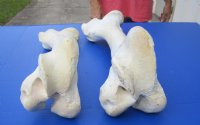 Wholesale giraffe femur leg bones from the upper leg 17 to 21 inches long - 4 pcs @ $50 each