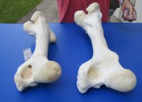 Wholesale giraffe femur leg bones from the upper leg 17 to 21 inches long - 4 pcs @ $50 each