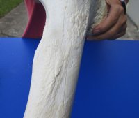 Wholesale giraffe femur leg bones from the upper leg 17 to 21 inches long - 4 pcs @ $50 each