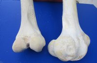 Wholesale giraffe femur leg bones from the upper leg 17 to 21 inches long - 4 pcs @ $50 each