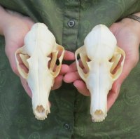 North American Red fox Skulls Wholesale - $40.00; 4 or more $36.00