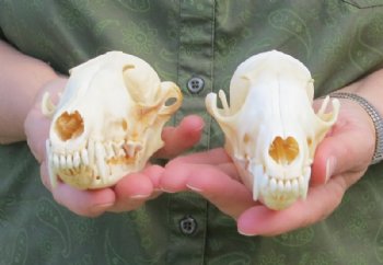 North American Red fox Skulls Wholesale - $40.00; 4 or more $36.00