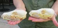 North American Red fox Skulls Wholesale - $40.00; 4 or more $36.00