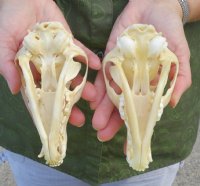 North American Red fox Skulls Wholesale - $40.00; 4 or more $36.00