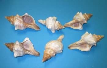 Wholesale Striped Fox Conch Shells, Trapezium Horse Conchs 5 to 5-3/4 inches - 25 pcs @ $1.00 each