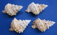 6 to 8 inches Wholesale Giant frog shells, commercial grade, - 12 pcs @ $5.00 each