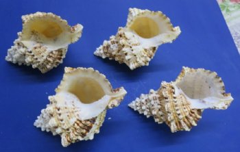 6 to 8 inches Wholesale Giant frog shells, commercial grade, - 12 pcs @ $5.00 each