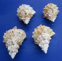 6 to 8 inches Wholesale Giant frog shells, commercial grade, - 12 pcs @ $5.00 each