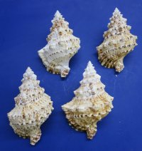 6 to 8 inches Wholesale Giant frog shells, commercial grade, - 12 pcs @ $5.00 each