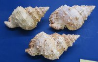 9 inches wholesale frog shells from Africa, bursa bubo - 2 pcs @ $9.50; 8 pcs @ $8.50 each