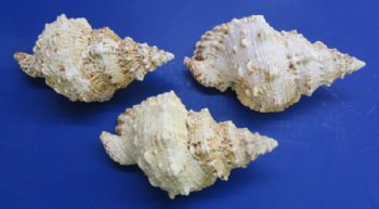 9 inches wholesale frog shells from Africa, bursa bubo - 2 pcs @ $9.50; 8 pcs @ $8.50 each