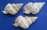 9 inches wholesale frog shells from Africa, bursa bubo - 2 pcs @ $9.50; 8 pcs @ $8.50 each