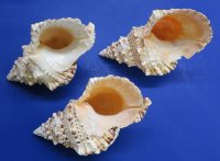 9 inches wholesale frog shells from Africa, bursa bubo - 2 pcs @ $9.50; 8 pcs @ $8.50 each