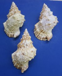 9 inches wholesale frog shells from Africa, bursa bubo - 2 pcs @ $9.50; 8 pcs @ $8.50 each