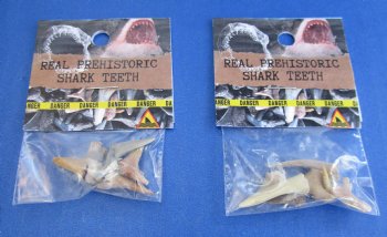 Wholesale Fossil Shark Teeth Fragments in hanging display bag - 10 pcs @ $1.60 each; 40 pcs @ $1.44 each