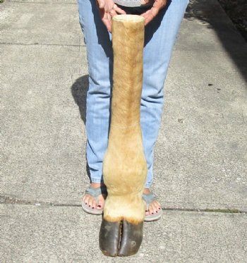 Wholesale Giraffe foot mount 20 inches to 24 inches long - $85.00 each