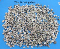 Wholesale assortment of mixed nerite snail shells 1/2 inch to 1 inch -  $5.00 a gallon