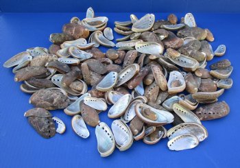 Wholesale Green Donkey Ear Abalone shells 1 to 3-1/2 inches - 15 kilos @ $9.50/kilo