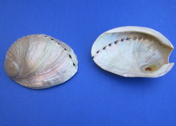 3-1/2 inch Wholesale Pearlized Abalone night lights, Haliotis laevigata - 25 pcs @ $1.75; 100 pcs @ $1.55 each