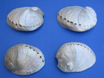 3-1/2 inch Wholesale Pearlized Abalone night lights, Haliotis laevigata - 25 pcs @ $1.75; 100 pcs @ $1.55 each