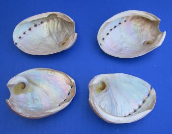 3-1/2 inch Wholesale Pearlized Abalone night lights, Haliotis laevigata - 25 pcs @ $1.75; 100 pcs @ $1.55 each