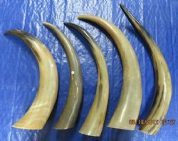 Wholesale Polished Cow Horns (thin and tan color) 17 inches to 20 inches - 10 pcs @ $12.00 each 