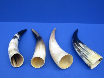 Wholesale Polished White Water Buffalo Horns 12 to 15 inches - 2 pcs @ $12 each; 10 pcs @ $10.50 each