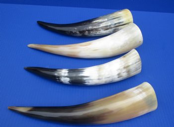 Wholesale Polished White Water Buffalo Horns 12 to 15 inches - 2 pcs @ $12 each; 10 pcs @ $10.50 each