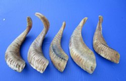 Wholesale Buffed Indian Sheep Horns, Ram Horns 8 to 11 inches - 2 pcs @ $6.25 each;10 pcs @ $5.50 each 
