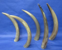 21 to 26 inches Polished Cow Horns (thin and tan color) Wholesale - 2 pcs @ $17 each