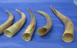 17 to 20 inches Polished Cow Horns (thin and tan color) Wholesale - 2 pcs @ $13.50 each