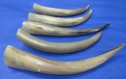 17 to 20 inches Polished Cow Horns (thin and tan color) Wholesale - 2 pcs @ $13.50 each