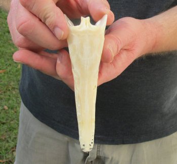 One 5-1/2 inch spotted gar skull (Lepisosteus Oculatus) for $30.00 