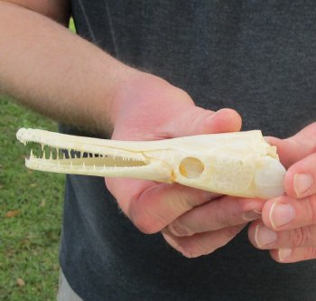 One 5-1/2 inch spotted gar skull (Lepisosteus Oculatus) for $30.00 