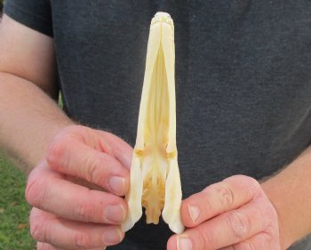 One 5-1/2 inch spotted gar skull (Lepisosteus Oculatus) for $30.00 