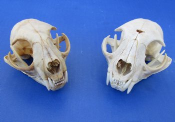 Wholesale B-Grade North American Bobcat Skulls - $39 each