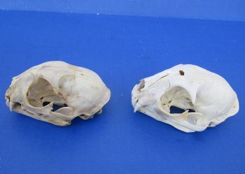 Wholesale B-Grade North American Bobcat Skulls - $39 each