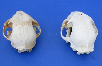 Wholesale B-Grade North American Bobcat Skulls - $39 each