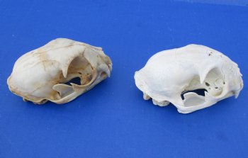 Wholesale B-Grade North American Bobcat Skulls - $39 each