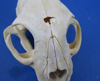 Wholesale B-Grade North American Bobcat Skulls - $39 each